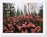 autum colors of taiga-1180064 * 900 x 675 * (613KB)